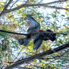 Callocephalon fimbriatum at Wingecarribee Local Government Area - 18 Jan 2024