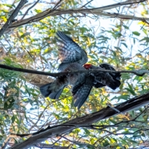 Callocephalon fimbriatum at Wingecarribee Local Government Area - 18 Jan 2024