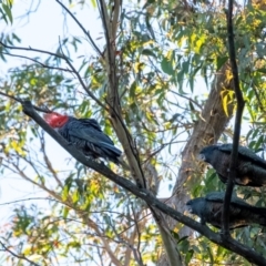 Callocephalon fimbriatum at Wingecarribee Local Government Area - suppressed