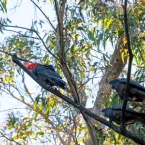 Callocephalon fimbriatum at Wingecarribee Local Government Area - 18 Jan 2024