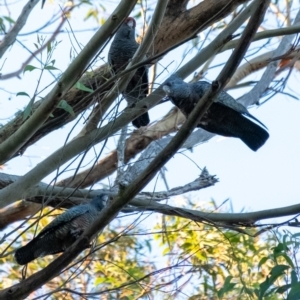 Callocephalon fimbriatum at Wingecarribee Local Government Area - 18 Jan 2024