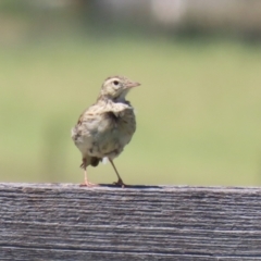 Anthus australis (Australian Pipit) at Tharwa, ACT - 19 Jan 2024 by RodDeb