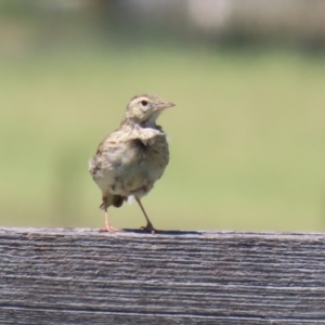 Anthus australis at Tharwa, ACT - 19 Jan 2024 11:17 AM