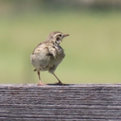 Anthus australis at Tharwa, ACT - 19 Jan 2024 11:17 AM