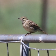 Anthus australis at Tharwa, ACT - 19 Jan 2024