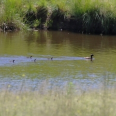 Tachybaptus novaehollandiae at Tharwa, ACT - 19 Jan 2024