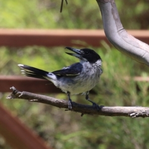 Cracticus torquatus at Namadgi National Park - 19 Jan 2024