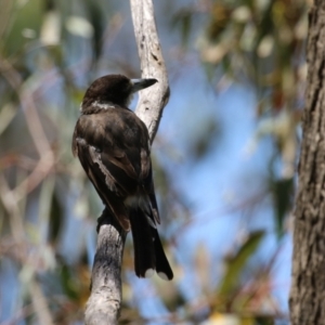 Cracticus torquatus at Namadgi National Park - 19 Jan 2024