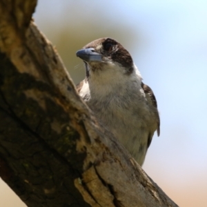 Cracticus torquatus at Namadgi National Park - 19 Jan 2024