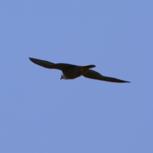 Falco peregrinus at Tharwa, ACT - 19 Jan 2024 11:04 AM