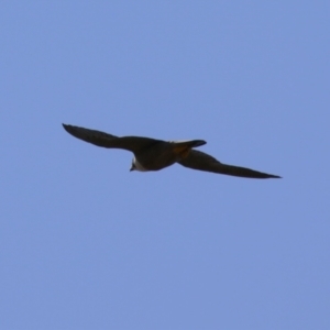 Falco peregrinus at Tharwa, ACT - 19 Jan 2024