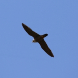 Falco peregrinus at Tharwa, ACT - 19 Jan 2024 11:04 AM