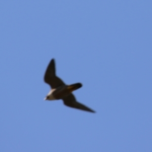 Falco peregrinus at Tharwa, ACT - 19 Jan 2024 11:04 AM