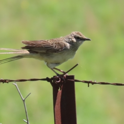 Cincloramphus mathewsi (Rufous Songlark) at Tharwa, ACT - 19 Jan 2024 by RodDeb