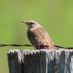 Cincloramphus mathewsi at Tharwa, ACT - 19 Jan 2024