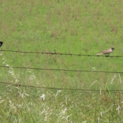 Cincloramphus mathewsi at Tharwa, ACT - 19 Jan 2024