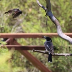 Rhipidura leucophrys at Namadgi National Park - 19 Jan 2024