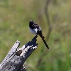 Rhipidura leucophrys at Namadgi National Park - 19 Jan 2024