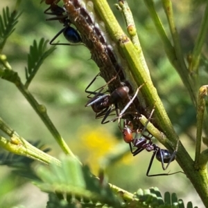 Jalmenus ictinus at Goorooyarroo NR (ACT) - 19 Jan 2024