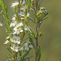 Kunzea ericoides (Burgan) at Black Mountain - 13 Dec 2023 by ConBoekel