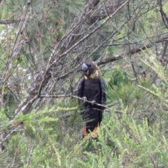 Calyptorhynchus lathami lathami (Glossy Black-Cockatoo) at Ebenezer, NSW - 20 Jan 2024 by LiamSteinhour