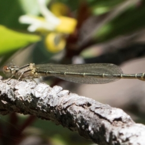 Austroagrion watsoni at South East Forest National Park - 18 Jan 2024 01:29 PM