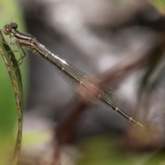 Austroagrion watsoni at South East Forest National Park - 18 Jan 2024