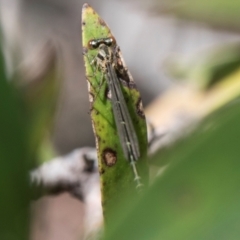 Austroagrion watsoni at South East Forest National Park - 18 Jan 2024