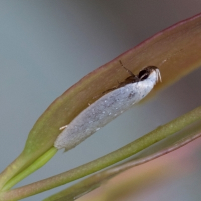 Scieropepla polyxesta (A Gelechioid moth (Xyloryctidae)) at Nunnock Swamp - 18 Jan 2024 by AlisonMilton