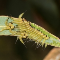 Pterygophorinae (subfamily) (Sawfly) at Russell, ACT - 17 Jan 2024 by AlisonMilton