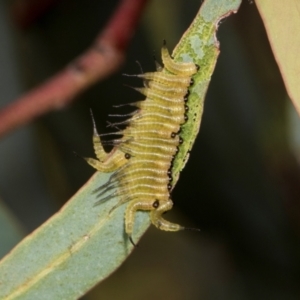 Pterygophorinae (subfamily) at Russell, ACT - 17 Jan 2024 09:02 AM