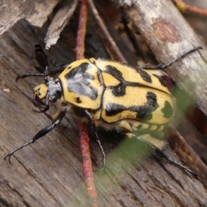 Chondropyga olliffiana at Wingecarribee Local Government Area - 17 Jan 2024