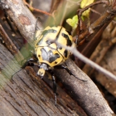 Chondropyga olliffiana at Wingecarribee Local Government Area - 17 Jan 2024