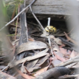 Chondropyga olliffiana at Wingecarribee Local Government Area - 17 Jan 2024