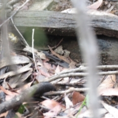 Chondropyga olliffiana at Wingecarribee Local Government Area - 17 Jan 2024