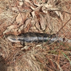 Tiliqua scincoides scincoides (Eastern Blue-tongue) at Molonglo River Reserve - 20 Jan 2024 by RWPurdie