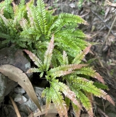 Adiantum hispidulum var. hispidulum (Rough Maidenhair) at Kangaroo Valley, NSW - 20 Jan 2024 by lbradley