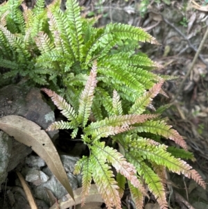 Adiantum hispidulum var. hispidulum at Kangaroo Valley, NSW - suppressed