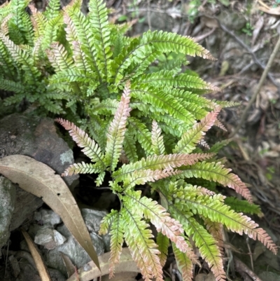 Adiantum hispidulum var. hispidulum (Rough Maidenhair) at Kangaroo Valley, NSW - 19 Jan 2024 by lbradley