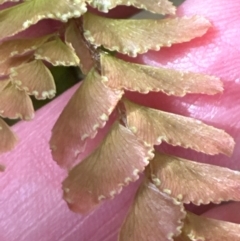 Adiantum hispidulum var. hispidulum at Kangaroo Valley, NSW - suppressed