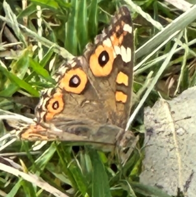 Junonia villida (Meadow Argus) at Kangaroo Valley, NSW - 20 Jan 2024 by lbradley