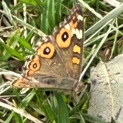 Junonia villida (Meadow Argus) at Kangaroo Valley, NSW - 19 Jan 2024 by lbradley