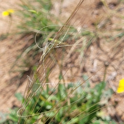 Austrostipa scabra (Corkscrew Grass, Slender Speargrass) at Kama - 20 Jan 2024 by trevorpreston