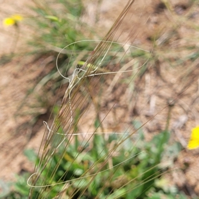 Austrostipa scabra (Corkscrew Grass, Slender Speargrass) at Molonglo River Reserve - 19 Jan 2024 by trevorpreston