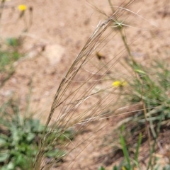 Austrostipa scabra at Molonglo River Reserve - 20 Jan 2024 10:27 AM