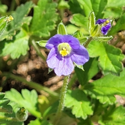 Erodium crinitum (Native Crowfoot) at Whitlam, ACT - 19 Jan 2024 by trevorpreston