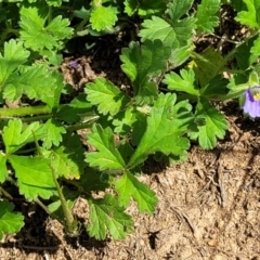 Erodium crinitum at Kama - 20 Jan 2024