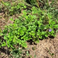 Erodium crinitum at Kama - 20 Jan 2024 10:27 AM