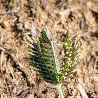 Eleusine tristachya (Goose Grass, Crab Grass, American Crows-Foot Grass) at Whitlam, ACT - 19 Jan 2024 by trevorpreston