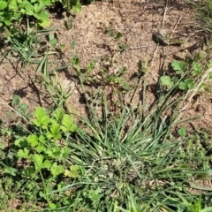 Eleusine tristachya at Molonglo River Reserve - 20 Jan 2024